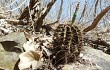 Preview photo Gymnocalycium stenopleurum