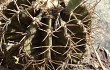 Vista previa de Gymnocalycium stenopleurum