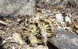 Preview photo Gymnocalycium stenopleurum