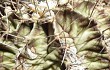 Preview photo Gymnocalycium stenopleurum