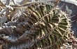 Preview photo Gymnocalycium stenopleurum