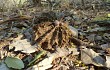 Vista previa de Gymnocalycium stenopleurum