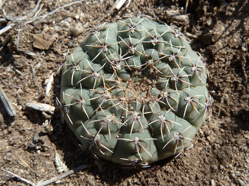 Photograph Gymnocalycium stellatum in habitat