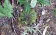 Vista previa de Gymnocalycium stellatum