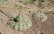 Preview photo Gymnocalycium stellatum