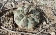 Vista previa de Gymnocalycium stellatum