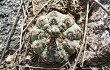 Preview photo Gymnocalycium stellatum