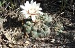 Anteprima di Gymnocalycium stellatum