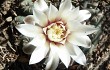 Preview photo Gymnocalycium stellatum