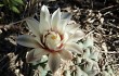 Vista previa de Gymnocalycium stellatum