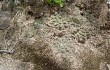 Preview photo Gymnocalycium stellatum