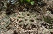 Anteprima di Gymnocalycium stellatum