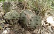 Vista previa de Gymnocalycium stellatum