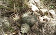 Vista previa de Gymnocalycium stellatum