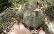 Vista previa de Gymnocalycium stellatum