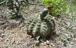 Vista previa de Gymnocalycium stellatum