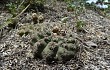 Preview photo Gymnocalycium stellatum