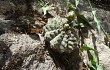 Anteprima di Gymnocalycium stellatum