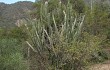 Preview photo Echinopsis tetracantha