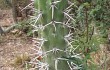 Anteprima di Echinopsis tetracantha