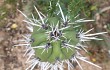 Preview photo Echinopsis tetracantha