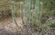 Anteprima di Echinopsis tetracantha