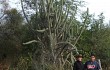Anteprima di Echinopsis tetracantha