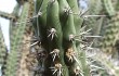 Anteprima di Echinopsis tetracantha