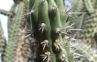 Preview photo Echinopsis tetracantha