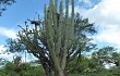 Anteprima di Echinopsis tetracantha