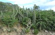 Vista previa de Echinopsis tetracantha