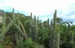 Anteprima di Echinopsis tetracantha