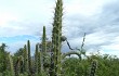 Anteprima di Echinopsis tetracantha