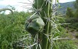 Vista previa de Echinopsis tetracantha