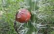 Preview photo Echinopsis tetracantha