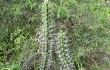 Anteprima di Echinopsis tetracantha