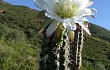 Preview photo Echinopsis tetracantha