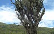 Vista previa de Echinopsis tetracantha