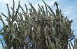 Vista previa de Echinopsis tetracantha