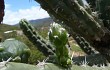 Preview photo Echinopsis tetracantha