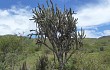 Vista previa de Echinopsis tetracantha