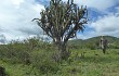 Vista previa de Echinopsis tetracantha