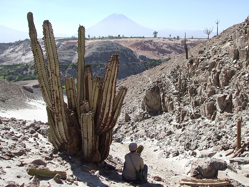 Neoraimondia Arequipensis - Big Bed of Straw - Rare Weird Cactus - 20 –  IDSeeds Farm