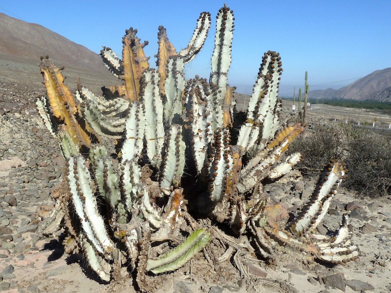 Neoraimondia Arequipensis - Big Bed of Straw - Rare Weird Cactus