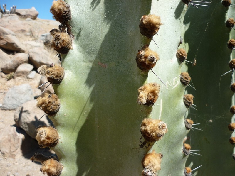 Neoraimondia Arequipensis - Big Bed of Straw - Rare Weird Cactus - 20 –  IDSeeds Farm