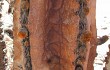 Anteprima di Neoraimondia arequipensis