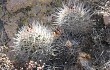 Preview photo Echinopsis hempeliana