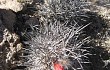 Preview photo Echinopsis hempeliana