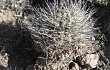 Preview photo Echinopsis hempeliana