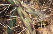 Preview photo Opuntia discolor